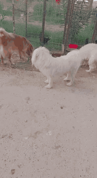 ل ل ب ي ع كلب كولدن وتيرير فحل ونثيه النثيه حامل وبزونه مكاني تاجي  استفسار خاص كلهن 150
***********
***********
