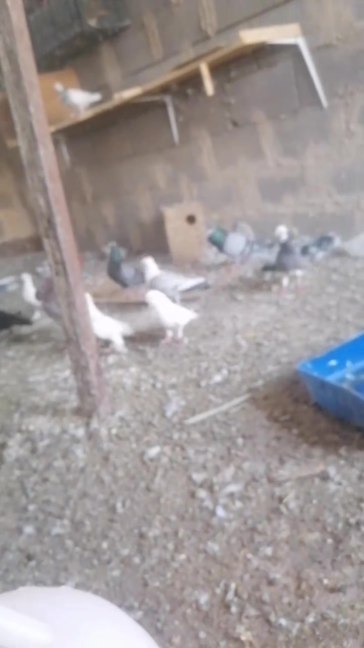 مساء الخير
متاح زوج افريقيات (ستلايت) فراشه اول جهوزيه سعره ٣٥ الف وبيه مجال +متاح زوج مخاليف برص او اكو ناس سميه كنبك (نجفي) امهاته مستوه حيل حلو ما شاء الله سعره ٢٠ الف +زوج زواجل بلجيكي مطارده على بيض سعره ٢٠ الف مكاني رأوه هذه رقمي
***********
***********
