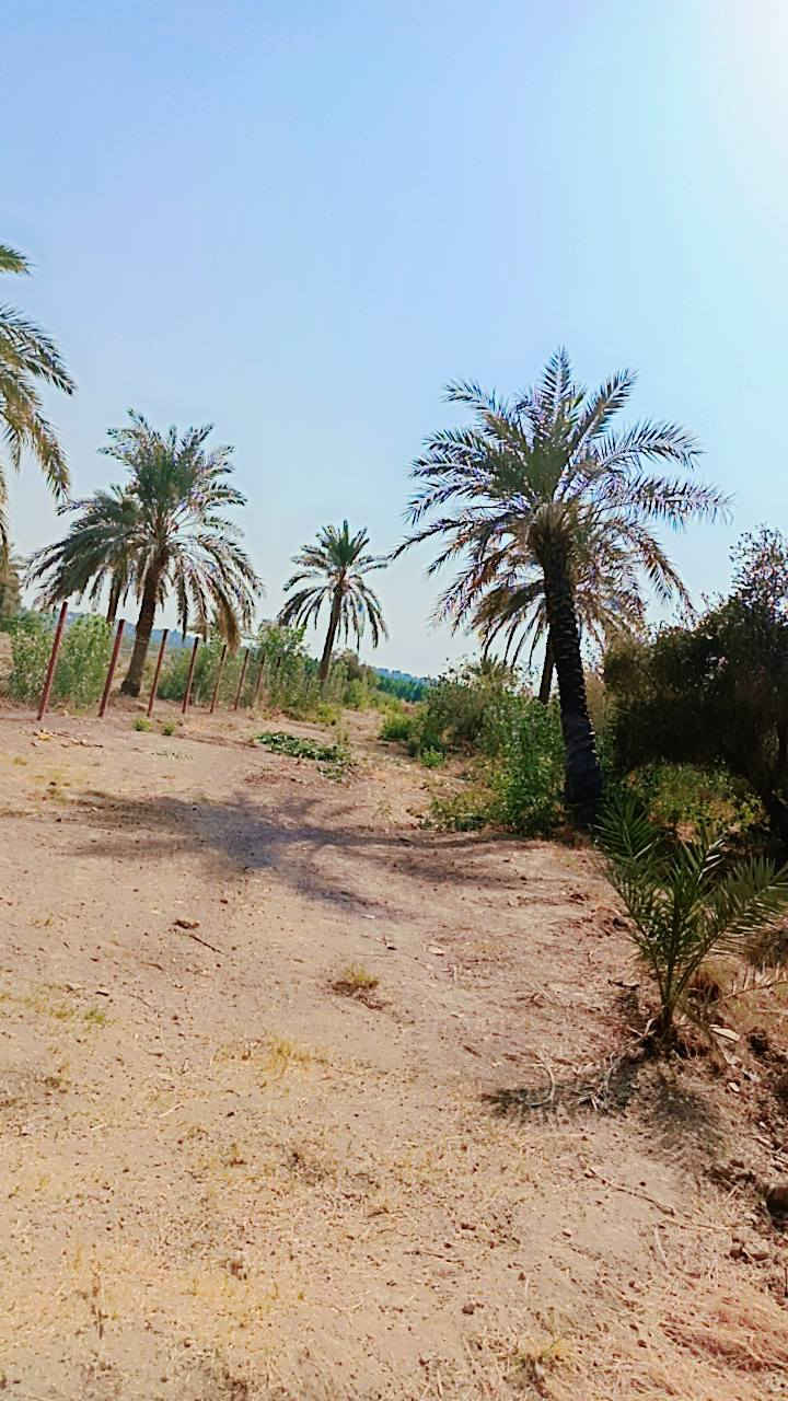 بسم الله الرحمن الرحيم،،، سلام عليكم دونم للبيع او مراوس  موقع  الزعفرانية شاطئي  سند طابو صرف الاستفسار على ***********
