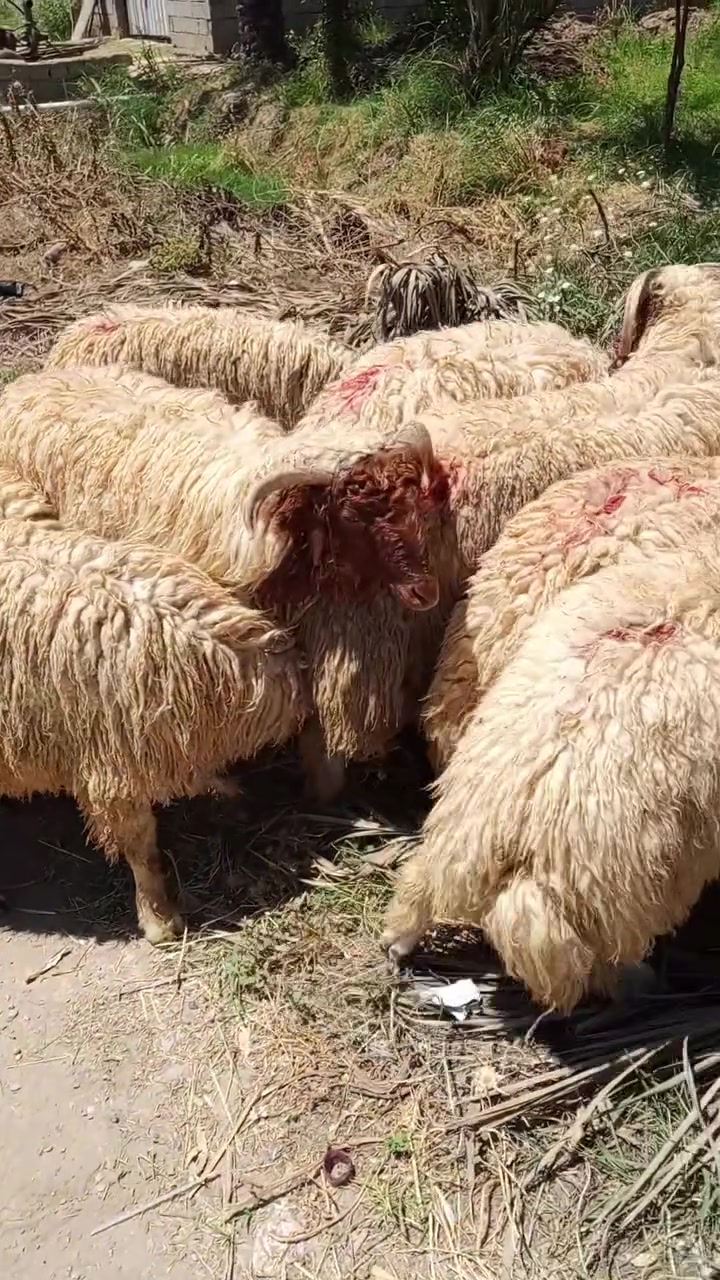 سلام عليكم يوجد اظاحي مختلف الاوزان تقاطع القدس قرب المعارض قريه عداي
‏‪***********‬‏
