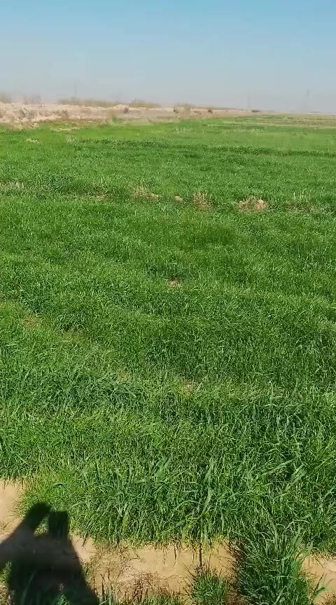 السلام عليكم توجد 60دونم دغل العنوان واسط ***********
