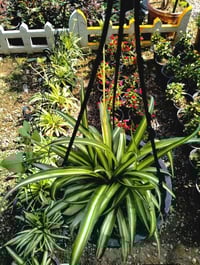 نباتات • توصيل خانقين • جلولاء سعديه