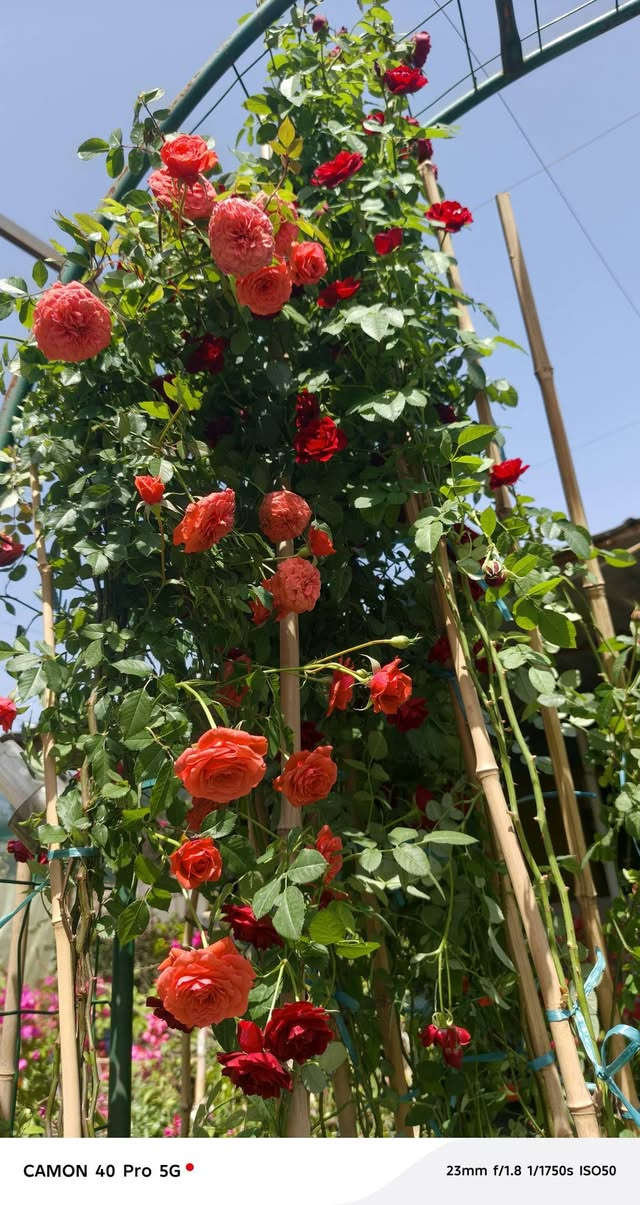 يعلن مشتل الربيع عن ووجود كافه انواع الزهور العطرية وغير العطرية بحجامها والوانها المحلية والاجنبية والعطرية 

1/ جهنمي عمودي ومستلق 🌹
2/ جهنمي تركي قطمر 🌸
3 / جوري عراقي وايراني🌹
4/ روز ايراني 🌺
5/ ورد الاستر والبتونيا والقرنفل 💐
6/ بخور الهندي 🌷
7/ متسلق النسرين الاحمر والابيض🍁
8/ متسلق العسل العطري 🌴
9/ ورد بنت القنصل🍄
10/  الكاردينا العطرية 🌼
11/ ورد الرازقي العطري 🌺

مشتل الربيع طريق الديوانية دغاره بعد معمل الطابوق 1 كيلو متر على جهه اليسار على جهه المعمل للاستفسار الاتصال على الارقام

ابو احمد *********** ناظم الجبوري 
ابو احمد ‏‪***********‬‏  وتساب 
سجاد *********** سجاد ناظم 

يوجد خدمه توصيل داخل محافظة الديوانية فقط
