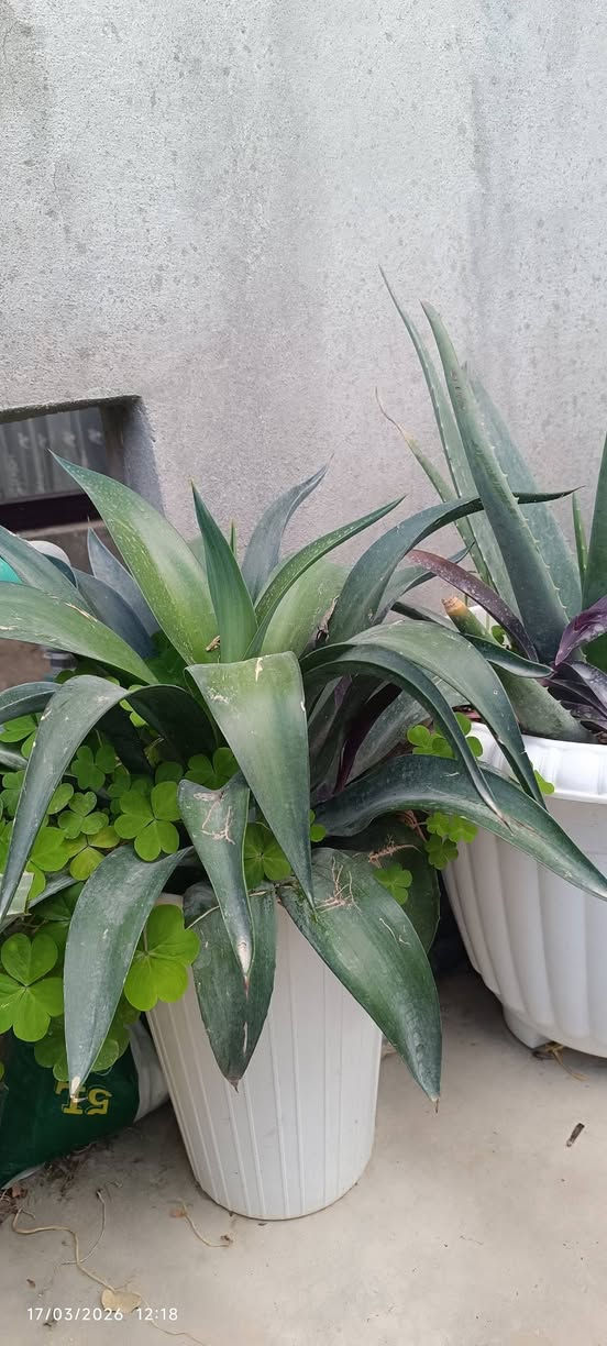 ئەم گوڵانەبۆ فرۆشتن هەموویان گەورەن وسعریان گونجاوە


**إذا كنت صاحب هذا الإعلان وتريد حذفه لأي سبب، رجاءا أرسل رسالة إلى الدعم الفني**