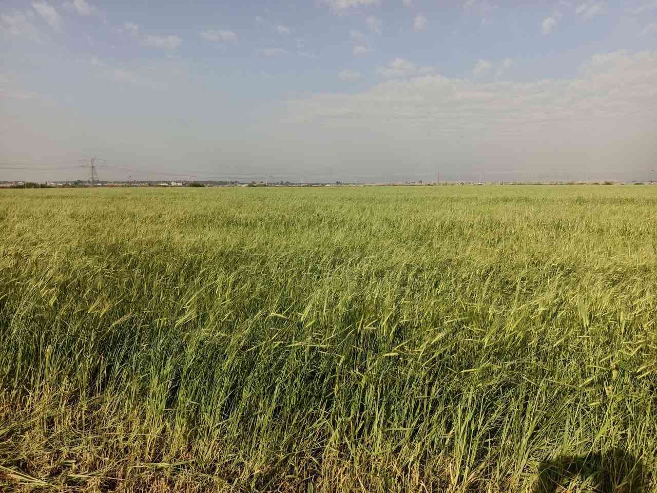 عندي ضمان برسيم وشعير مكان قرب شركه النفط ‏‪***********‬‏ للتوصل
