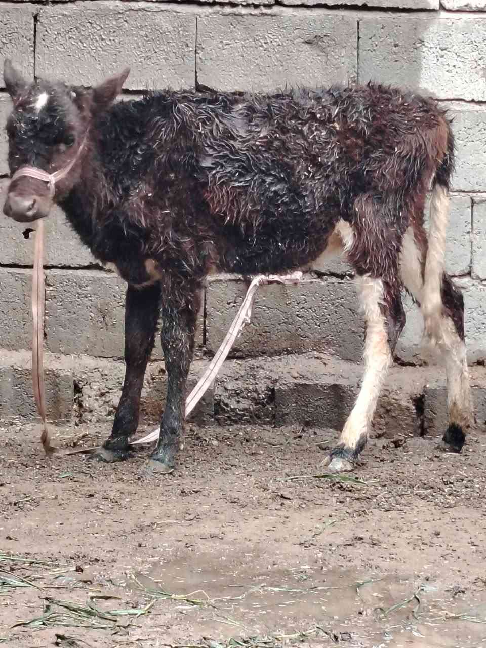 السلام عليكم
للبيع حوليه جنس ترهم ربط وجنيه عمرها ٤ أشهر وشرط النصاحه السعر 725 وبيها مجال قليل الاستفسار الاتصال على الرقم *********** // ***********
