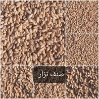 #مكلف_بالنشر  حنطه #نزار بذور للبيع  مصفيه جاهزه الحبه واختها  للأستفس...