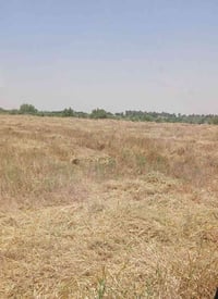 مكلف بل نشر  ارض زراعيه شاطيه للبيع مساحتها 10 دونم عقد زراعي على قانو...