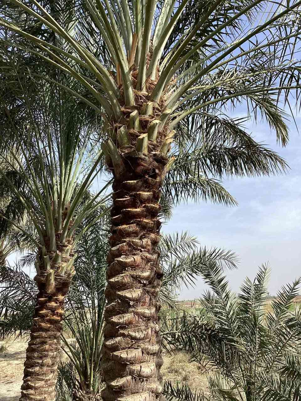 شغل اليوم يوجد تكريب قلع فروخ نخل تجذير نخل دوه نخل أتصل أو تراسل ( ***********)
