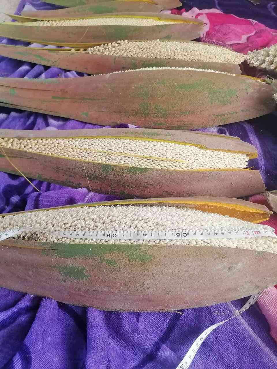 مكلف بلنشر متوفر لقاح نخيل درجه اولى السعر على 2000 طوله متر *********** واتساب
