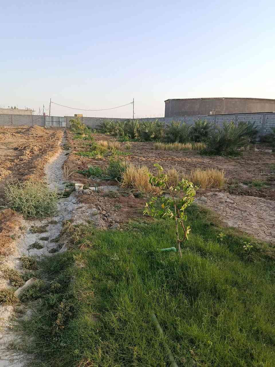 السلام عليكم مزرعه للبيع
المساحه 2 دونم تحتوي نخيل برحي عدد30 واصناف اخرا عدد25=55نخله
تحتوي ع سدر مايقابر ال15كبار و70 سدره زغار
كافه الخدمات كهرباء ماء شارع تبليط
الموقع النشوه منطقه الصكاريه 
السعر المطلوب 220مليون
*********** اتصال+واتساب
