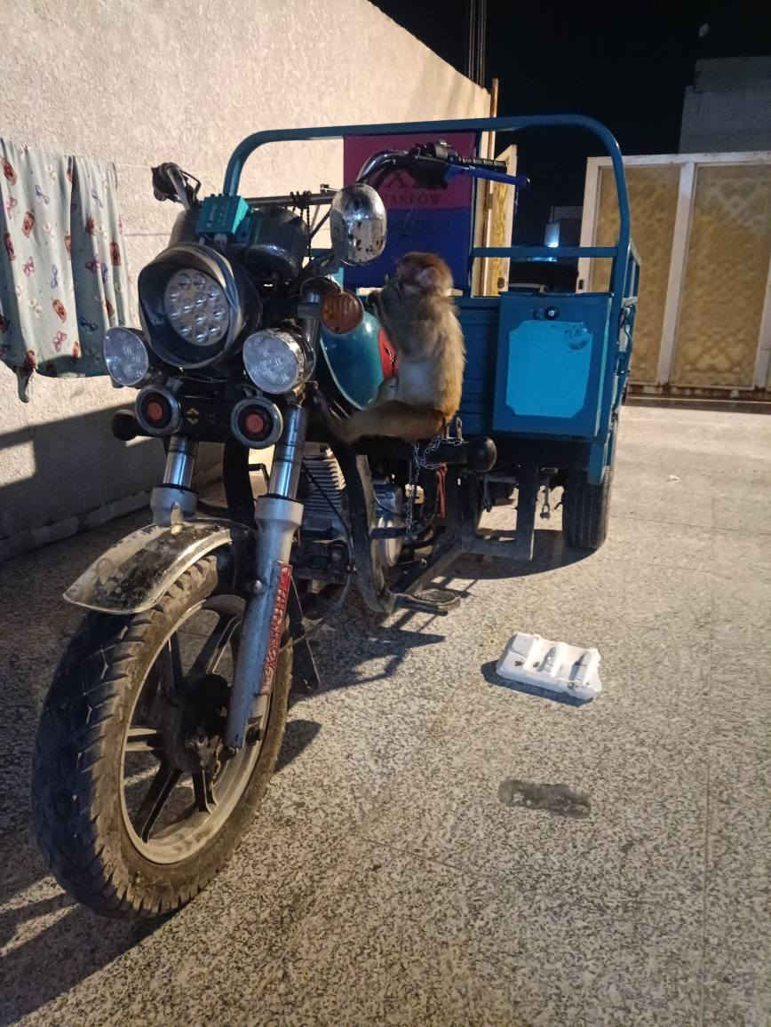 للبيع ستوتة كربلائية رقم وسنويه بصرة مديل 23 جديدة كلش..  مستخدمة قليل وجاهزة ماناقصها شي مكاني البصرة ابي الخصيب السعر 3 ملايين *********** البصرة, العراق
