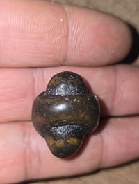 لسان معكود • خاص