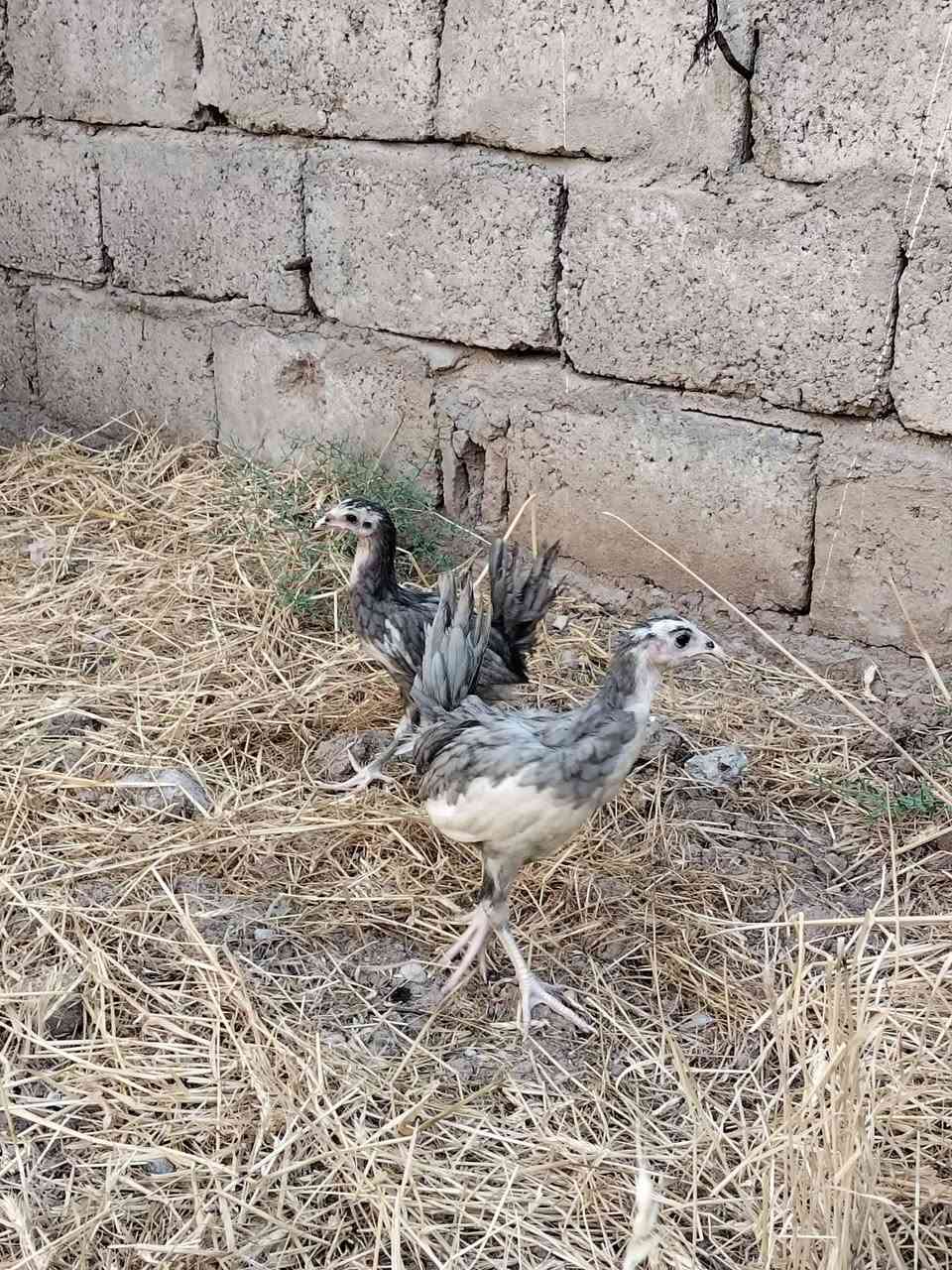متاح
فراريج بوطاني رصاصي و اسود
شرط اصلي
عيون سود فول
صحتهم خير من الله 
نشاطه فول نضافه فول 
اثنين سود اثنين رصاصي
عمرهم اكثر من شهرين ونص
سعر الزوج 15 الف
عنواني موصل ايسر كوكجلي 
خاص مفتوح


**إذا كنت صاحب هذا الإعلان وتريد حذفه لأي سبب، رجاءا أرسل رسالة إلى الدعم الفني**