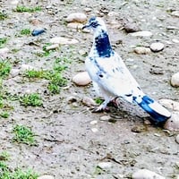 عدد ٤ • جوز