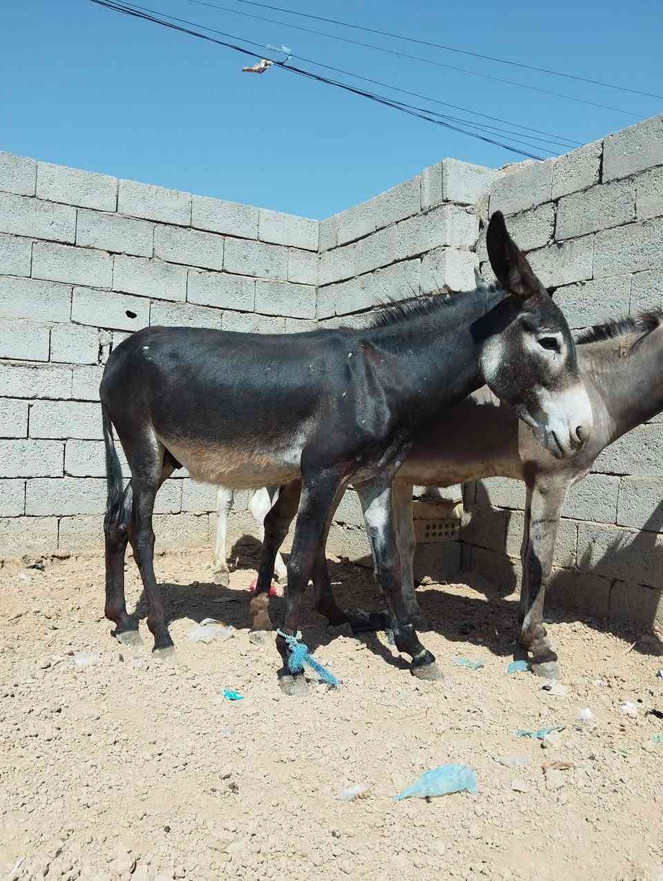 سلام عليكم شباب طرش للبيع العدد ثلاثه ‏‪***********‬‏
