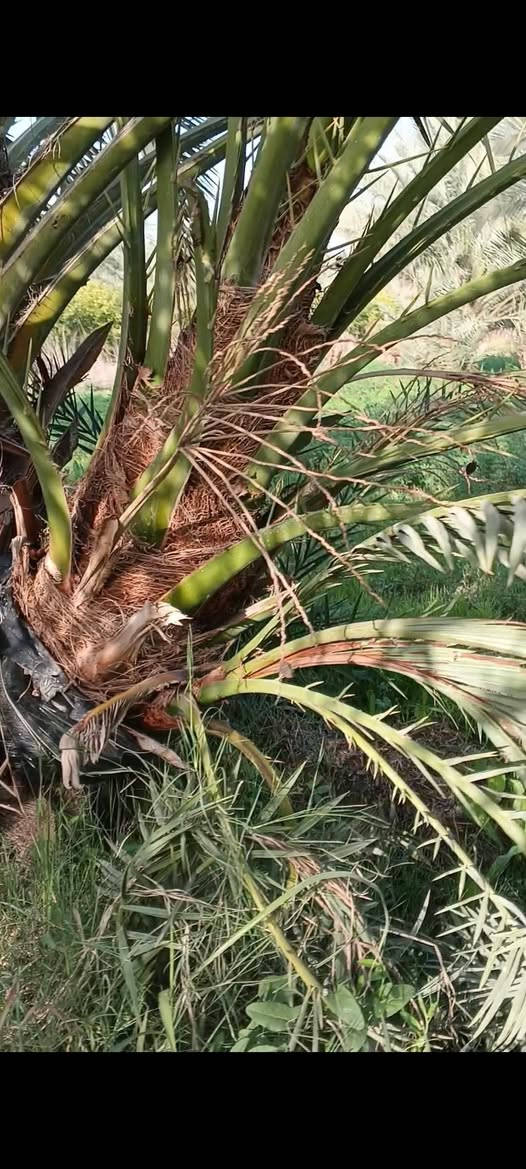 أن شاء الله موسم خير وبركه على الجميع
يتوفر لدينا جميع احجام النخيل 🌴
واصنافها     عمراني.    التبرزل.   مكتوم.  برحي.  قيطاس 
جمالي.   اشرصي.   ابرين.   حمراوي.  شكر.  اشويثي اصفر.   
  للحجز وطلب الاستفسار مراسله الصفحه او الاتصال على الرقم ***********📞 واتساب

