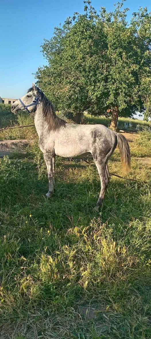 السلام عليكم ورحمه حصان البيع رتفاع 50السعر 800وبي مجال


**إذا كنت صاحب هذا الإعلان وتريد حذفه لأي سبب، رجاءا أرسل رسالة إلى الدعم الفني**