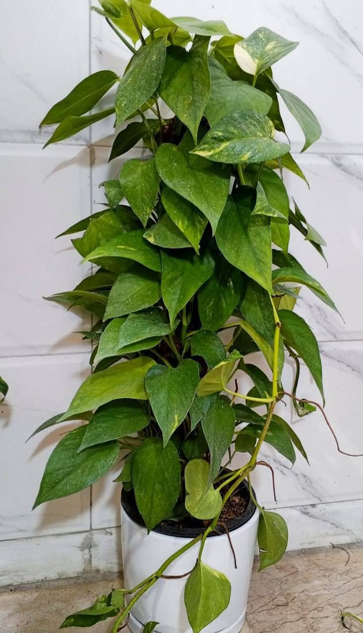 ياالله ...
#معرض_زهره_الگاردينيا 🌿💚

"🌿💚 نباتات ظلية مُستوردة 🌸

- أنواع فاخرة ومُختارة بعناية
- جودة عالية وضمان استمرار النمو
- توصيل سريع لجميع المحافظات

مستلزمات النباتات توفرت كلها يمنا ✨
(برلايت/بيتموس/احجار الليكا/مجذر/مقوي / احجار ملونة/سماد  )
 انواع السنادين بلاستك وسيراميك ☘️✨
العنوان // بغداد سبع ابكار 
التوصيل// متوفر لكل المحافظات  

للحجز والاستفسار، راسلونا على الصفحة 📲💬

أسعارنا تنافسية وخدمتنا مميزة 🌟 
 معرض زهره الگاردينيا  - وين ما تحتاجون النبات، احنا بخدمتكم  🌿💕

#مشتل_ومعرض_زهره_الگاردينيا #نباتات_ظلية #مستوردة #بيع #العراق" #اكسبلور #نباتات
#نباتات_منزلية #مشتل #ازهار #ورود #ورد_طبيعي


**إذا كنت صاحب هذا الإعلان وتريد حذفه لأي سبب، رجاءا أرسل رسالة إلى الدعم الفني**