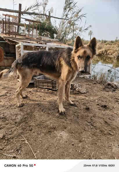 متاح جيرمين k9  المكان شط العرب السعر ٢٠٠ وبي مجال ***********
