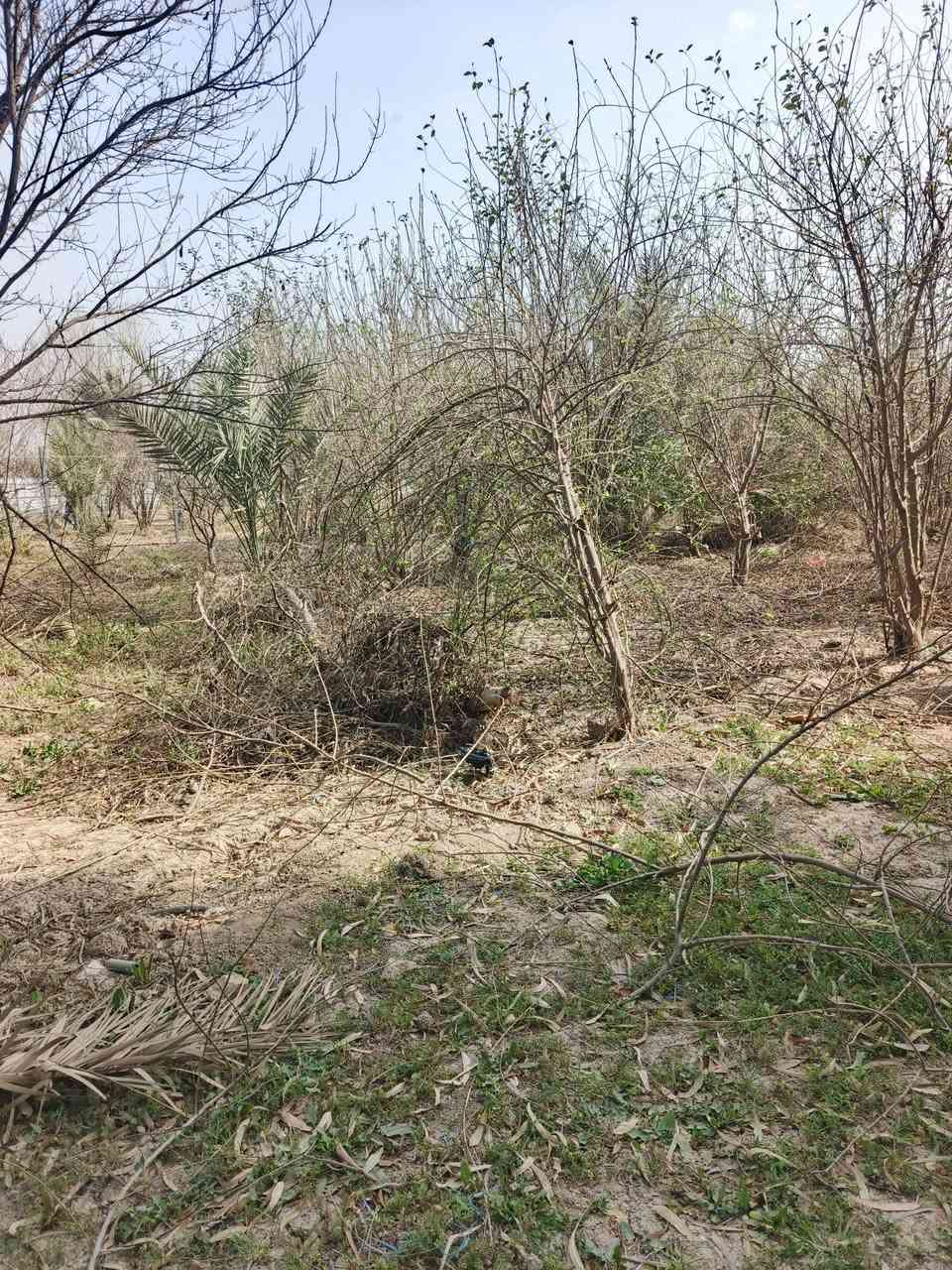 سلام عليكم للبيع 1000 متر واجه 25 نزال 40 بغداد الراشدية قرية العراكنة تبعد عن ناحية  ساعة وعن شارع العام طريق بغداد كركوك كيلو كهرباء ماء سقي ماء اساله تصلح سكن او مزرعة تحويل مباشر بسم المشتري وليس قرار محكمه سعر 60 وبي مجال جدا بصيط ***********
