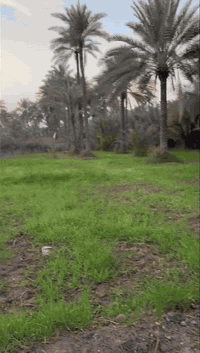 كربلاء الحسينية أم ماشة • نص دونم ١٢٥٠م • سند ٢٥