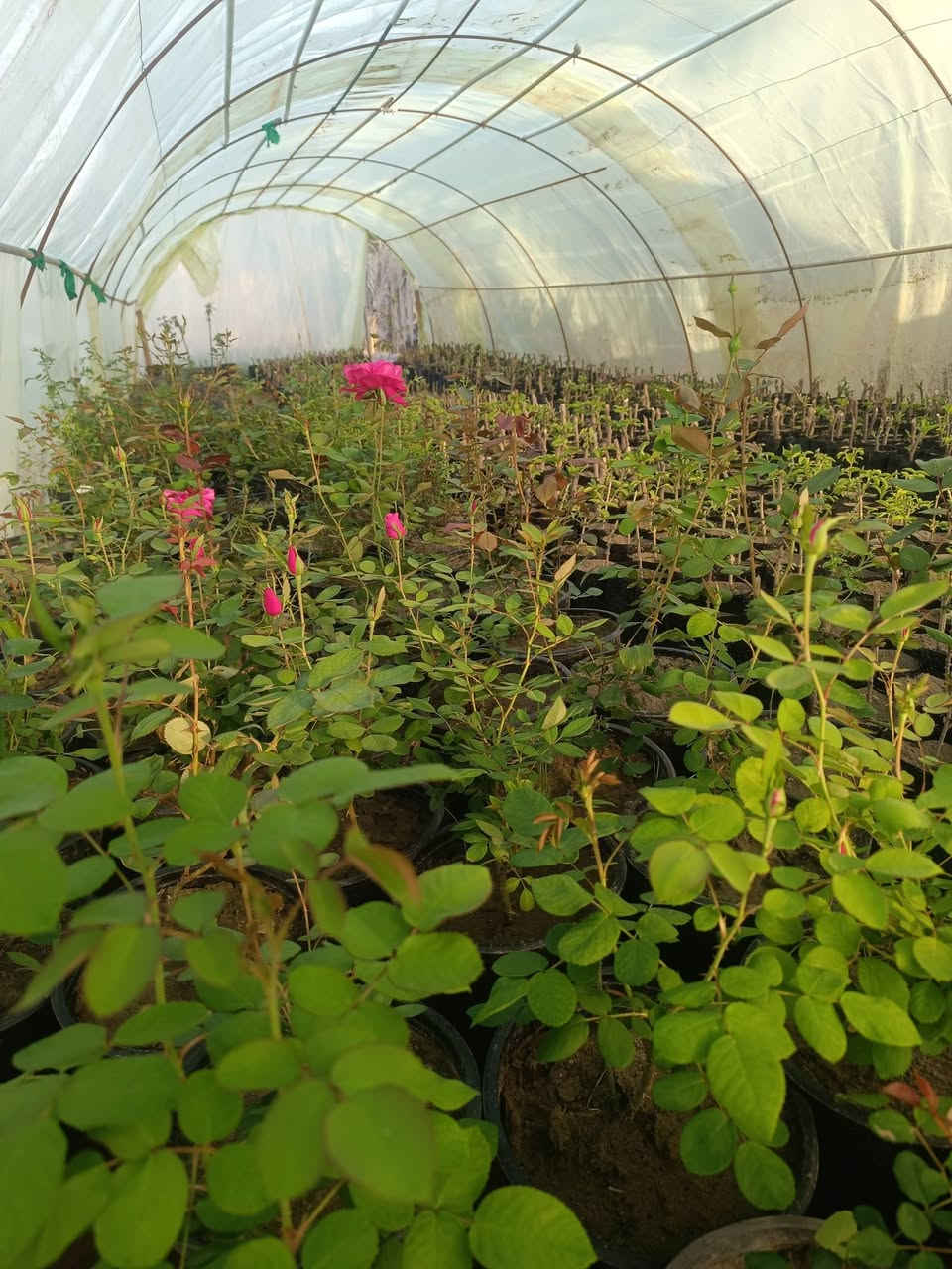 ورد جوري عراقي + روز الشتل خشن خير من الله والعمر سنتين ونص السعر 5000 دينار  لشتله وكل 5 شتلات معه جهنمية لون اصفر هدية
للاستفسار خاص أو الاتصال بالرقم *********** وتوصيل داخل حديثة موجود
