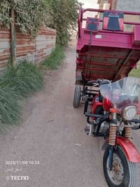 ستوته • موديل19 • صويره الشجيريه