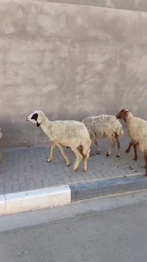 رقم الموبايل ***********
