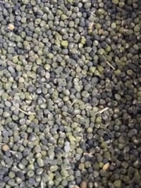 بذور بانيه والله بانيه بيه حض  وهذ رقمي  07829885438