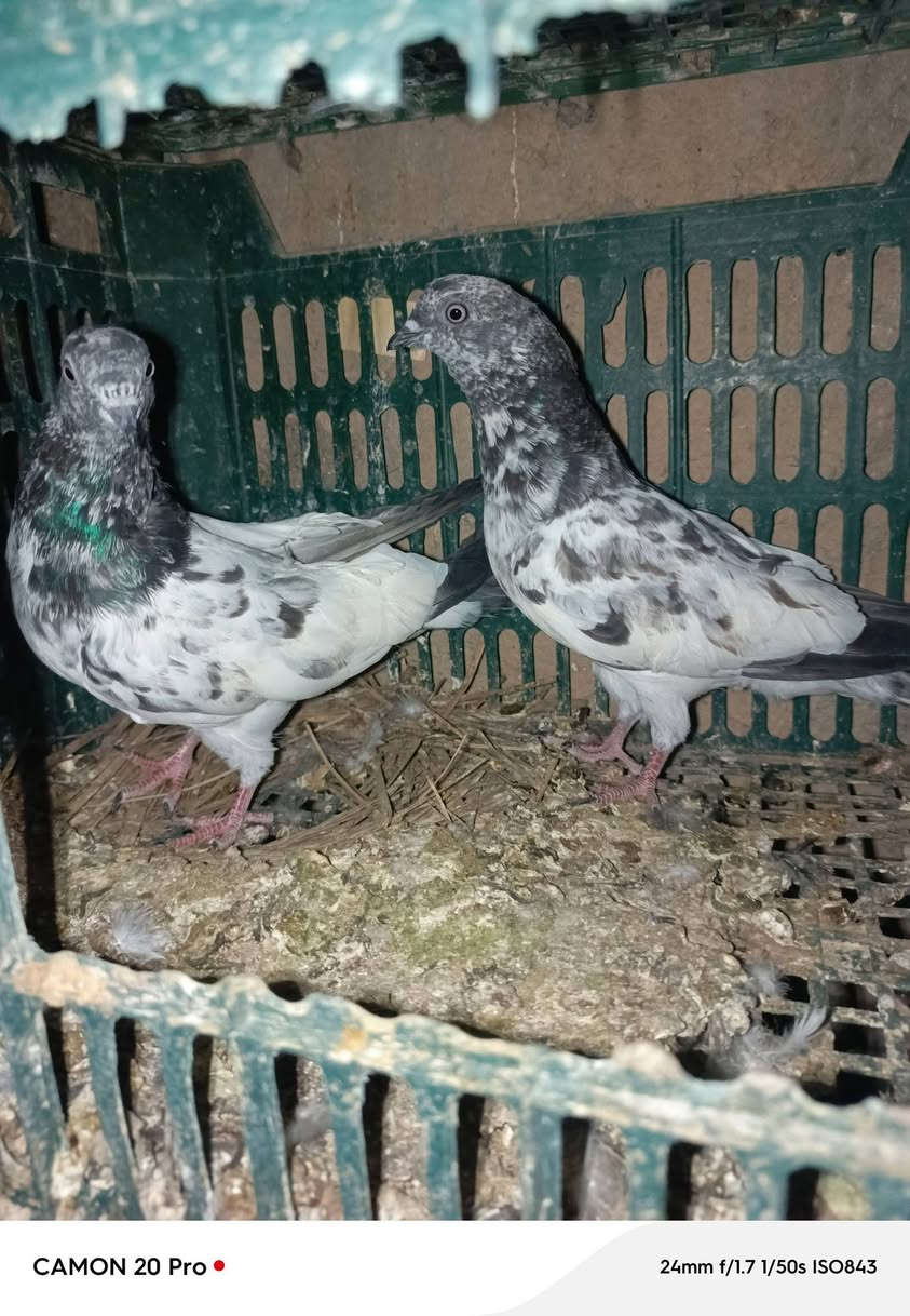 سلام عليكم طيور للبيع 21تك زوج على 8وبي مجال بصيط هاذه رقم ***********

