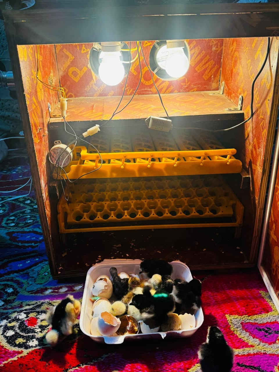 السلام عليكم 👏 تصنيع محلي
متاح فقاسه تقليب فول تماتيك+ مبخره ماي خلي ببض عوفه تاخذ رفين بيض🥚رف كافه طيور 57🥚 رف ثاني مال طير سمان يخذ 144🥚بيض👇نسبه تفقيس🐣 خير من الله🤲
توصيل🚕 حسب الاتفاق سعرمناسب لن ريد اخذ اكبر منه 
المكان🌍السماوه /الرميثه رقم📞 ***********
