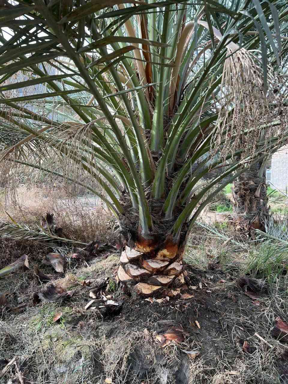 امايه برحيه اصليه كلش حلوه وضخمه  للبيع تنقلع ابطينته. العنوان بصره ***********
