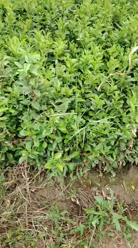 السلام عليكم  اليحتاج شتل برتقال رارنجي ليمون كل الحجام موجوده ان شاءالله غدآ عندابوسفيان وسعرة مناسب في قرية الربيضه مقابيل مدرسة سومر من الساعه 1:00 ضهرآوحته الساعه 7:00 مساء أتصلو*********** أبو سفيان وحياكم الله
