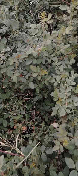 كلشي جاهز جمله مفرد طريق حله نجف الرارنجيه ماكو توصيل 
***********
