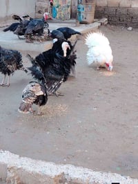 شيش ديوكه • وجبه جديده • حايل