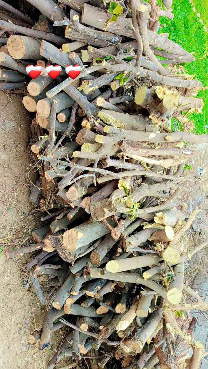 السلام عليكم 
خشب للبيع 
نضيف ويابس 
للاتصال على 
***********
