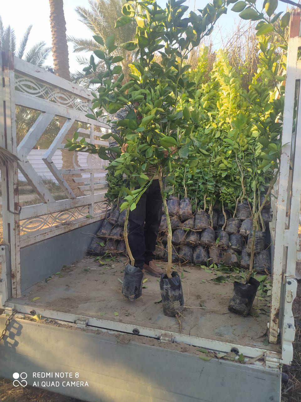 اللهم صلى على محمد وال محمد 
وجبه جديده من أشجار مثمرة تفاح شرابي تفاح إبراهيمي برتقال نومي حامض عراقي  كوجه دموي كوجه اصفر  رارنج نبك تفاحي نبك زيتوني نبك عرموطي  مشتل عروس الفرات نهاية العلكاية طريق المحاويل   رقم المشتل ***********
