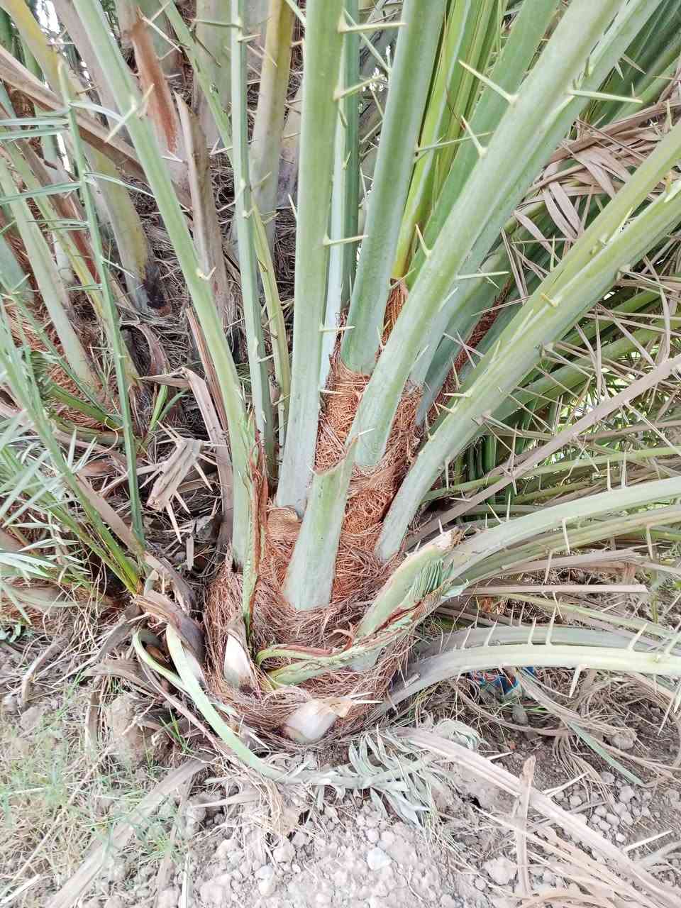 سلام عليكم ورحمه الله وبركاته متوفر 8فسال مكتوم حر احجام خشنه ابيعهن كلهن العنوان واسط عزيزيه ضمان الصنف والجوده اخوكم ابو يقين للنخيل ***********
