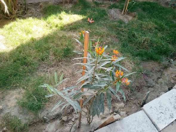 بيت زراعي 225متر بساحة النسيج خلف مطعم عدنان مباشرة بناء درجه اولى طابوك والسقف مسلح به غرفتين نوم وصاله كبيره واستقبال ومطبخ كبير وحديقه ومعامله كامله ومرقم نقص فقط الارضيه /***********
