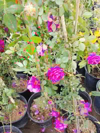 سلطاني • متسلق • عطري