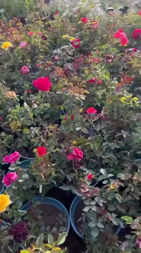 اليوم وصل الجديد انواع الزهور واسعار مناسبه العنوان العلم فلكه الحارث قرب ماركت الحارث


**إذا كنت صاحب هذا الإعلان وتريد حذفه لأي سبب، رجاءا أرسل رسالة إلى الدعم الفني**