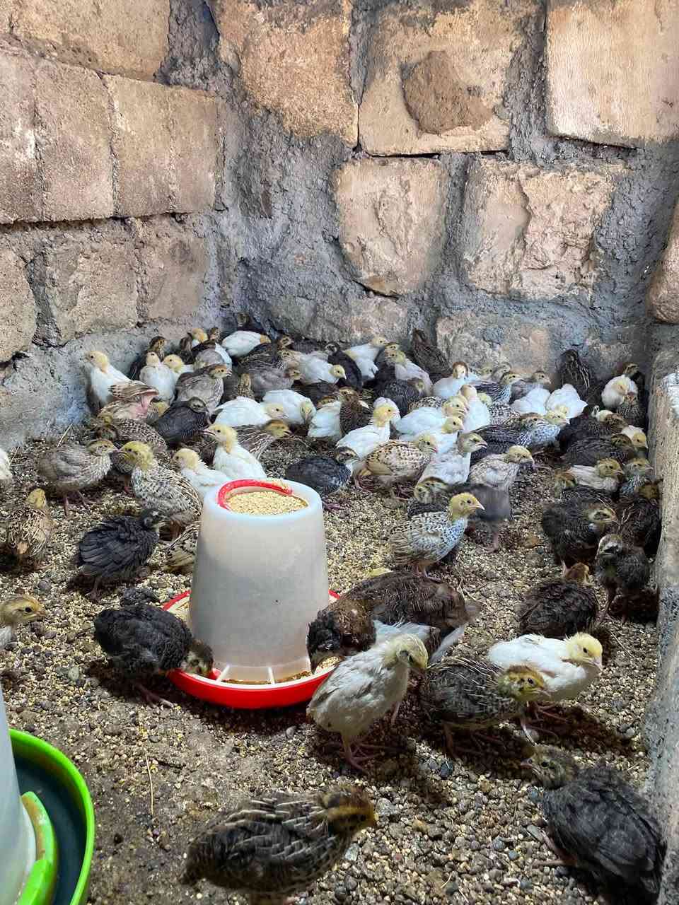 السلام عليكم 
متاح مريعي(سمان) مخاليف
عمر سبوعين
الزوج ب 2250 (الفين وربع )
عنواني السكنية
***********
***********
