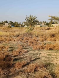 ارض زراعيه • قريه السعيد • ٢٠٠م