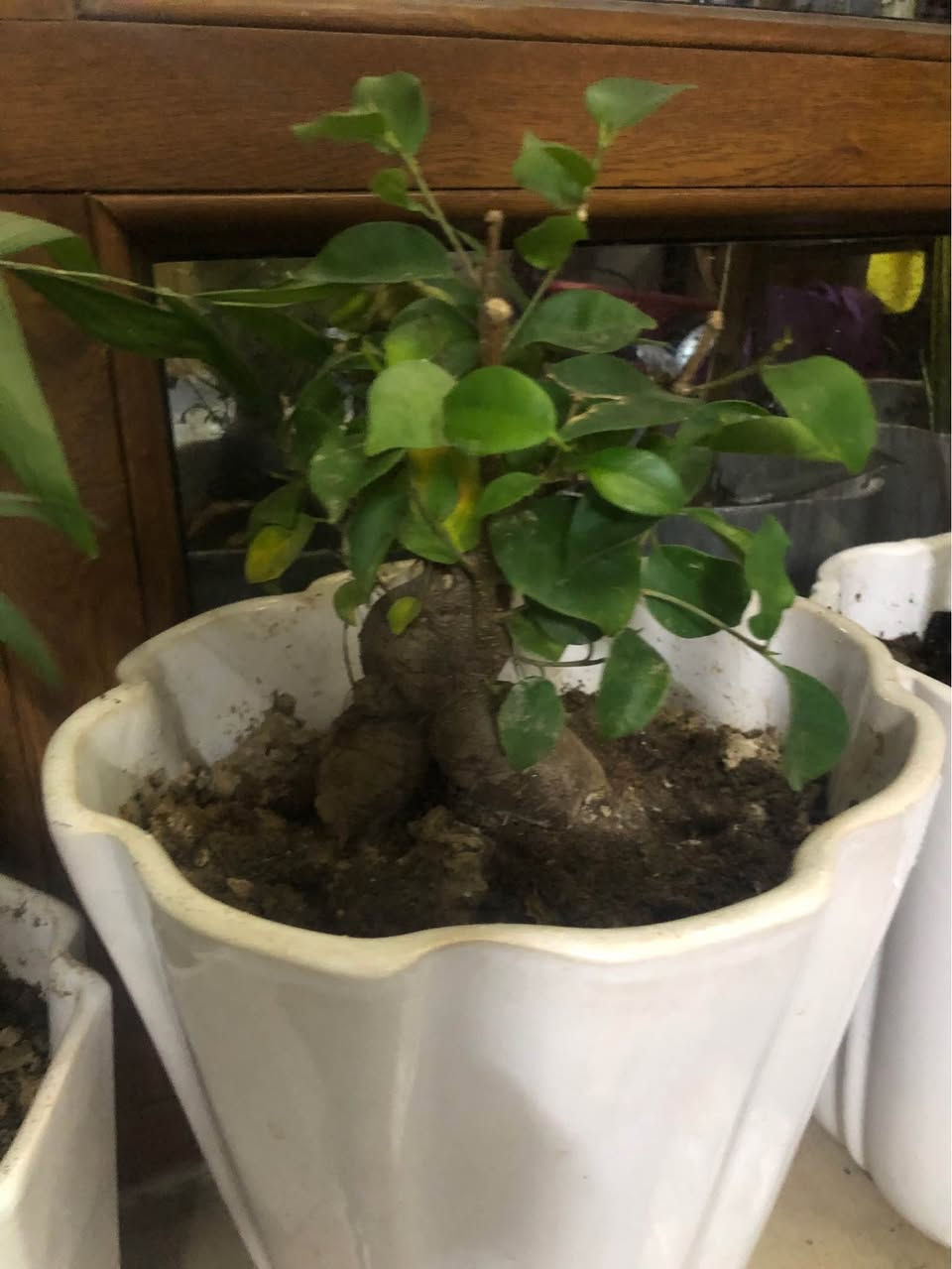 ٤ سنادين نباتات طبيعية (جلد النمر و بونساي و مطاط و شمدوريا)
سندان زيتون صناعي مترو نصف كلها ٨٠ الف قفل
العنوان اربيل روشنبيري أربيل, العراق


**إذا كنت صاحب هذا الإعلان وتريد حذفه لأي سبب، رجاءا أرسل رسالة إلى الدعم الفني**