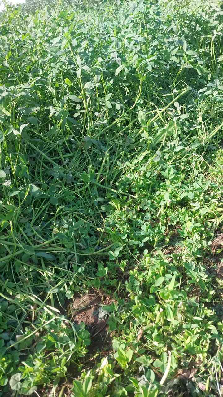 اللي عايز علف نظيف بقيمة غذائية أعلى… يبدأ من الأرض صح 👨🏻‍🌾✨
📍 المساحة: 1 فدان 
🌱 المعاملة: مركب نوفابلس برسيم
🚫 بدون أي كيماويات
النتيجة؟
✔ طول العود من 125 لـ 130 سم
✔ سمك عود ممتاز وتحمل قوي
✔ نسبة بروتين عالية وجودة واضحة في النمو
✔ لون أخضر صحي يعكس تربة متزنة وحيوية شغالة تحت الأرض


**إذا كنت صاحب هذا الإعلان وتريد حذفه لأي سبب، رجاءا أرسل رسالة إلى الدعم الفني**