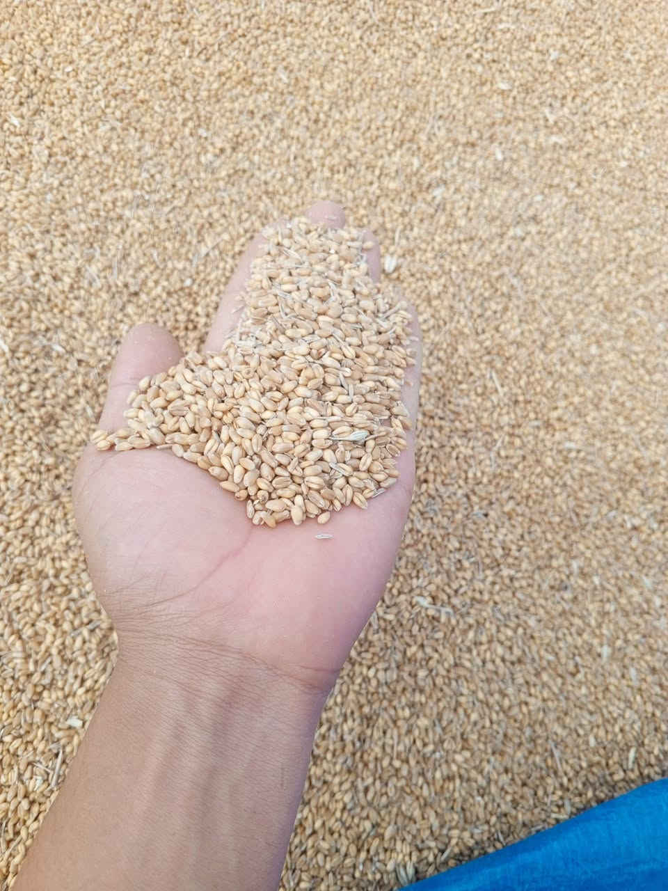 عندي حنطة #عربية
بنت بنت المغلف جيل ثاني 
نظيفة مال بذور
سعر الطن 500 وبيها مجال  
والله يرزق الجميع 
المكان الحويجة قرى الحلوات 
للا تصال ***********
