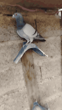 سلام عليكم زواجل للبيع كلها طواير بس بيها فحل  العدد 7 العنوان دوره ابودشير الاتصال ع رقم *********** وتساب
