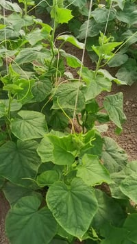 السيلازل • مبيد وسماد • بغداد اليوسفية