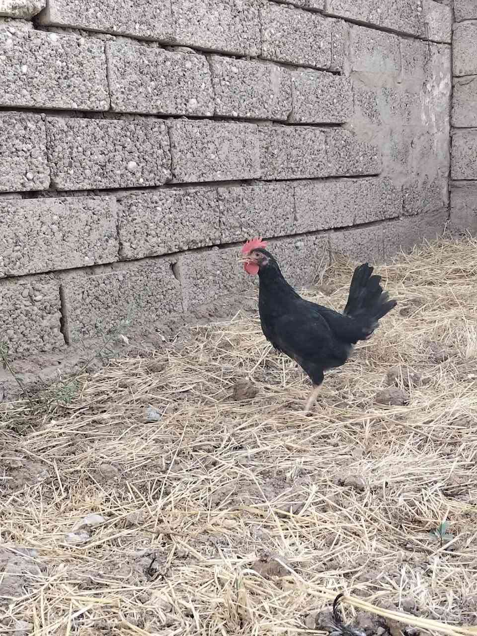 متاح
ديج دندراوي كحلي اصلي
ديج فول عمر شهرين ونص
صحته خير من الله 
ملقح كامل ثلاثي ورباعي زيتي
نوعيه كحلي درجه اولى من نوع كويتي
سعر 15 الف 
عنواني موصل ايسر كوكجلي
خاص مفتوح


**إذا كنت صاحب هذا الإعلان وتريد حذفه لأي سبب، رجاءا أرسل رسالة إلى الدعم الفني**